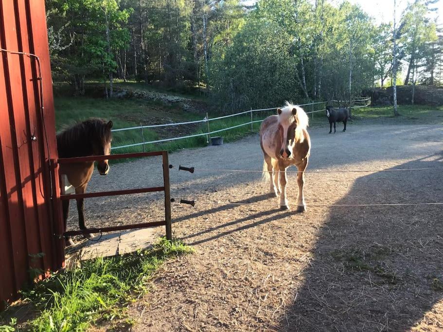 Cozy Lodge At Horse Farm With Lake And Sauna Holo  Eksteriør billede